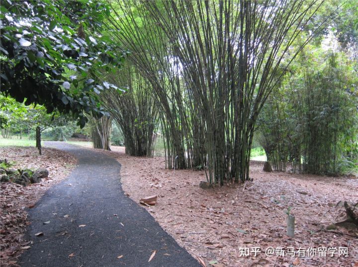 馬來(lái)亞大學(xué)(圖6)